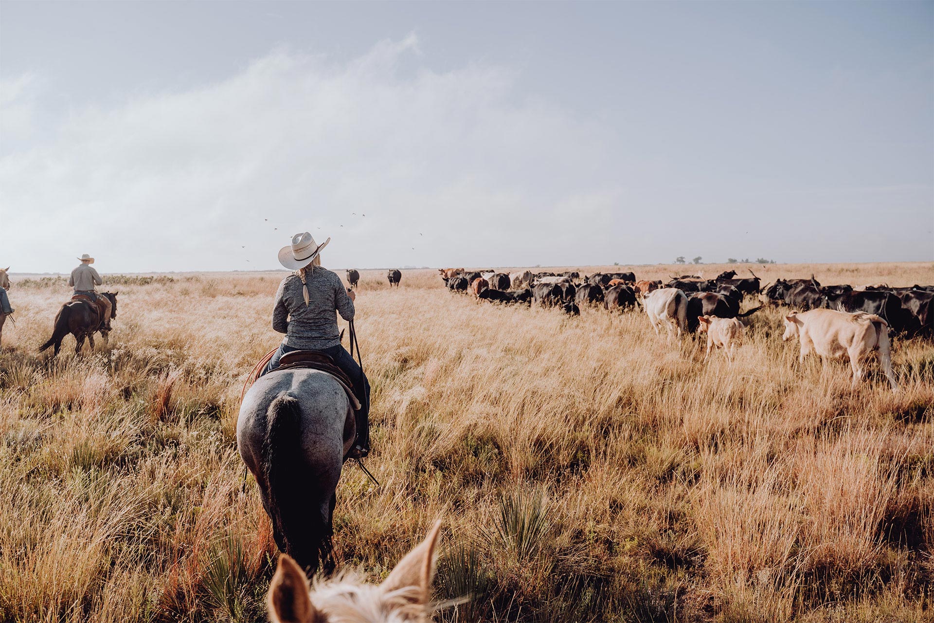 Cowboy Riding on a Horse Herding Cows